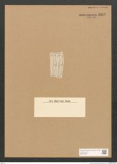 Diatomeae indet. Zeichnungen Sammlung Grunow Nr. 3297 (NHMW-BOT-W0370785)
